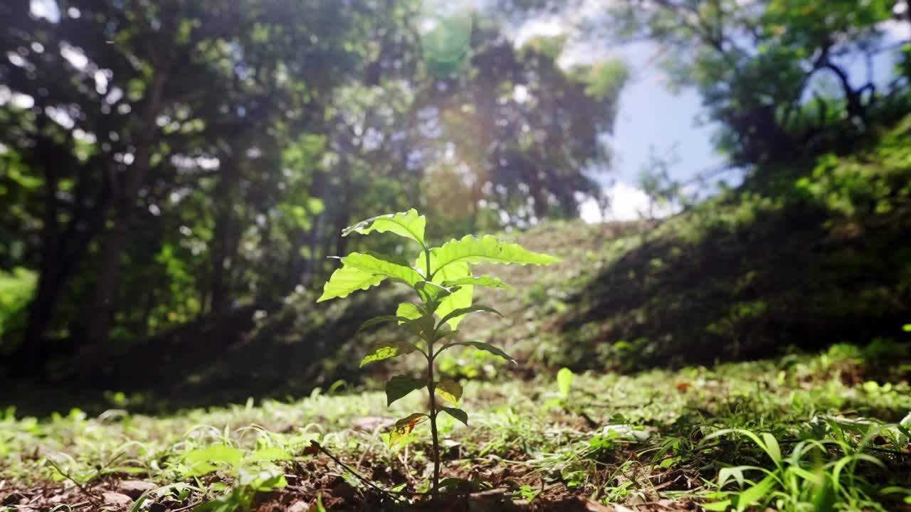 Close up in slow motion of a young coffee plant in a coffee field with insects flying around