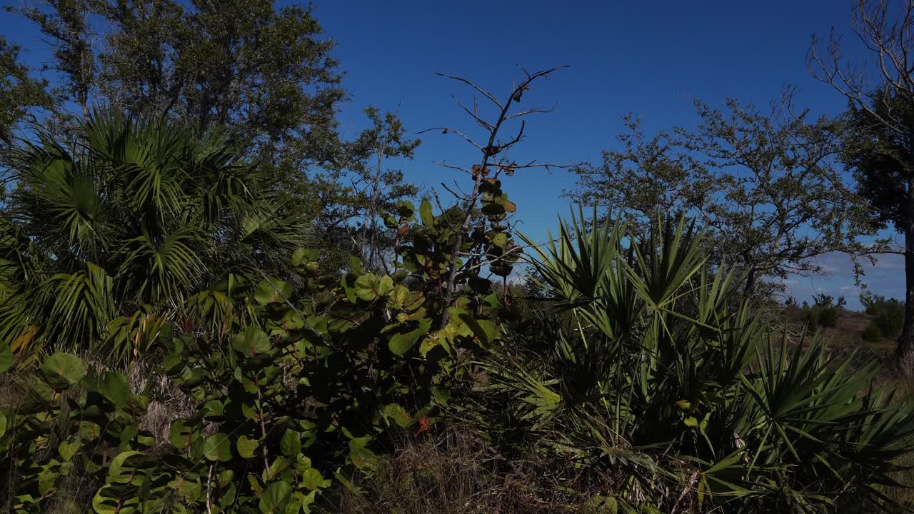 Una scena di diverse specie di alberi con fogliami completamente diversi tra loro, davvero molto bella. Sullo sfondo è visibile un cielo bluastro molto vivido.
