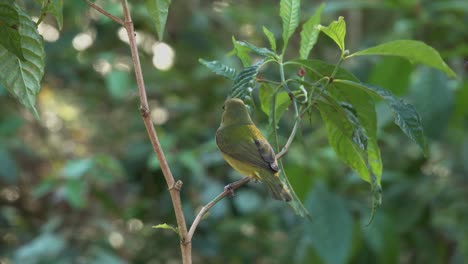 Ein-Hübscher-Grüner-Vogel-Das-Gemalte-Ammerweibchen-In-Einem-Wald