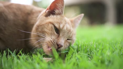 ginger tabby cat eating green grass in the garden