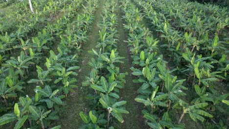 Luftaufnahme---Kamera-Fliegt-Tief-über-Bananenplantagenernte