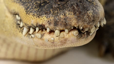 cocodrilo americano - primer plano de los dientes y la boca