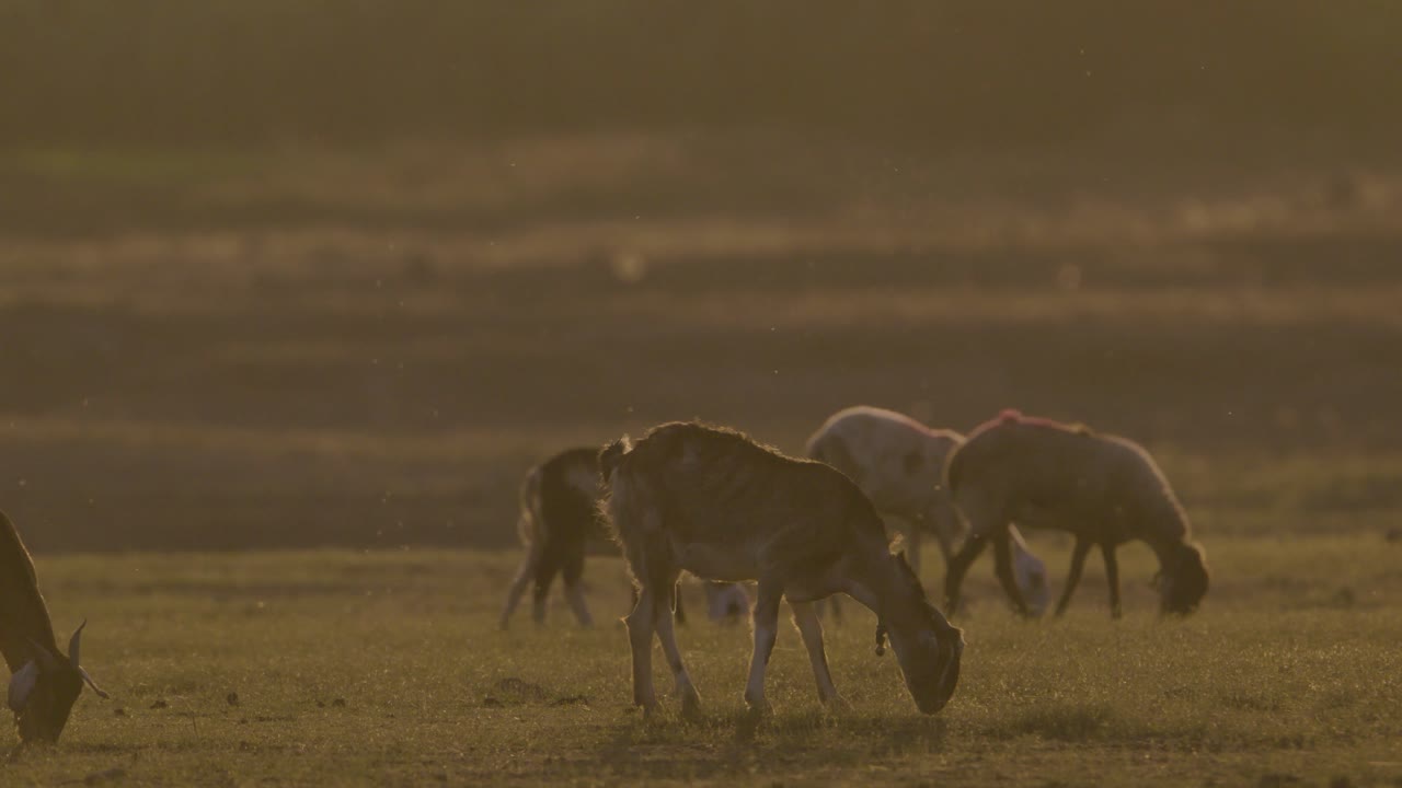cabras alimentándose a la hermosa luz del atardecer