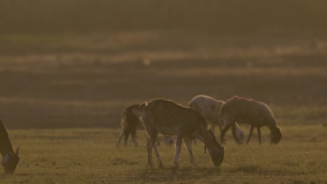 Cabras-Alimentándose-A-La-Hermosa-Luz-Del-Atardecer