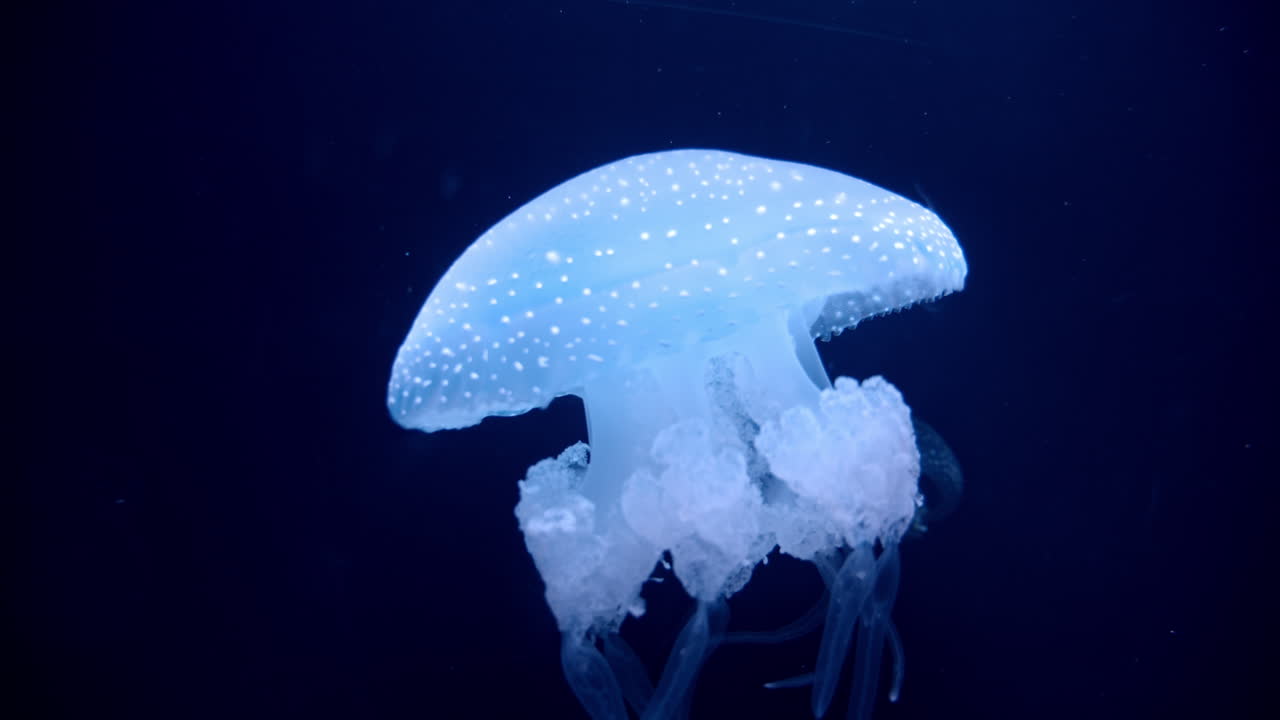 Primo piano di una medusa Tropical Jelly blubber.