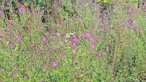 wild hairy willowherb (epilobium hirsutum) flowers on a meadow move strongly in summer breeze