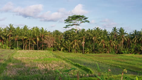 beautiful rising drone shot in middle of jungle in ubud, bali indonesia