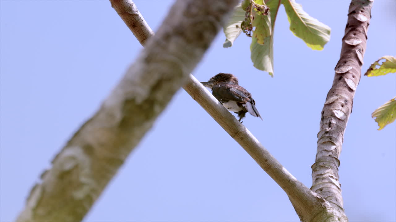 Exotic Perched Brown Jacamar tropical bird in rainforest jungle tree