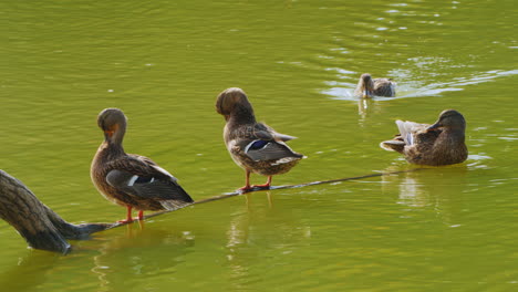 ducks resting on a branch in a pond