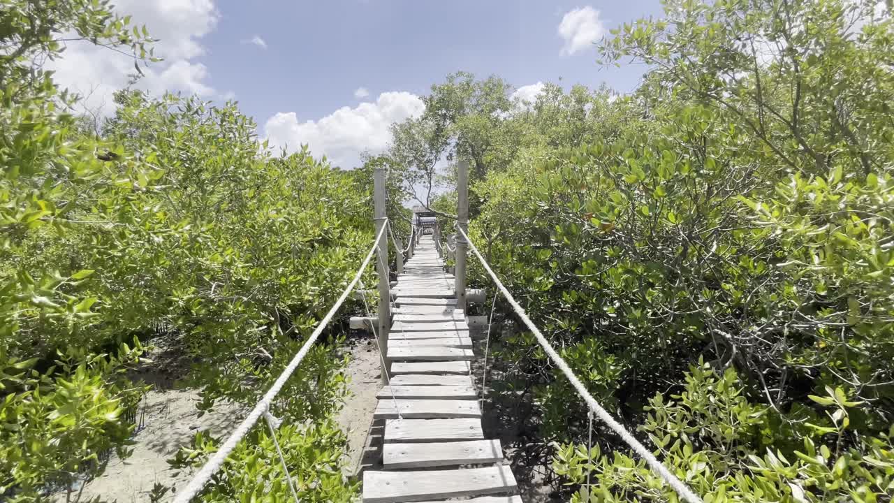 board walk in a mangrove forest in Watamu Kenya