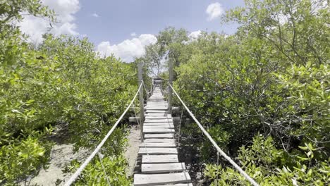 board walk in a mangrove forest in watamu kenya
