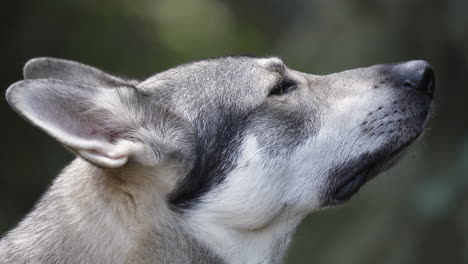 grey and white wolf dog looking up with pointy ears, close up side shot