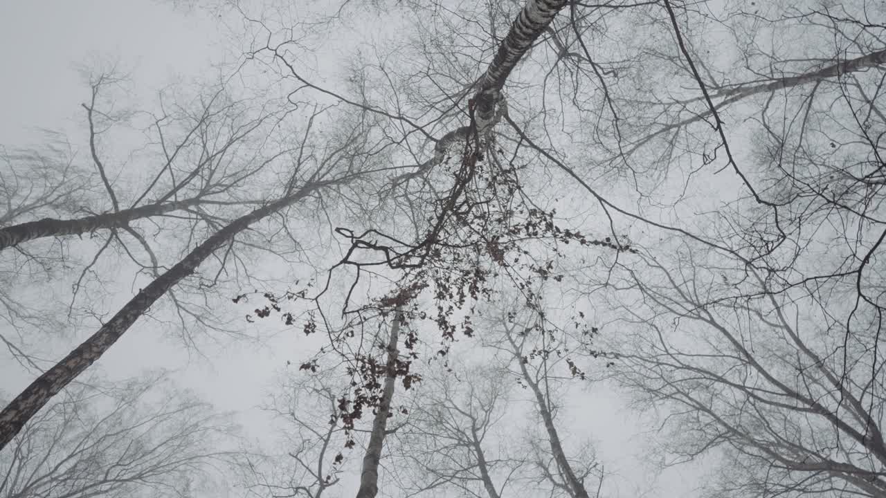 안개 숲의 가노피