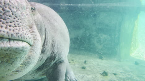 Schlafendes-Nilpferd,-Das-Im-Sonnenlicht-Im-Wasser-Schwimmt