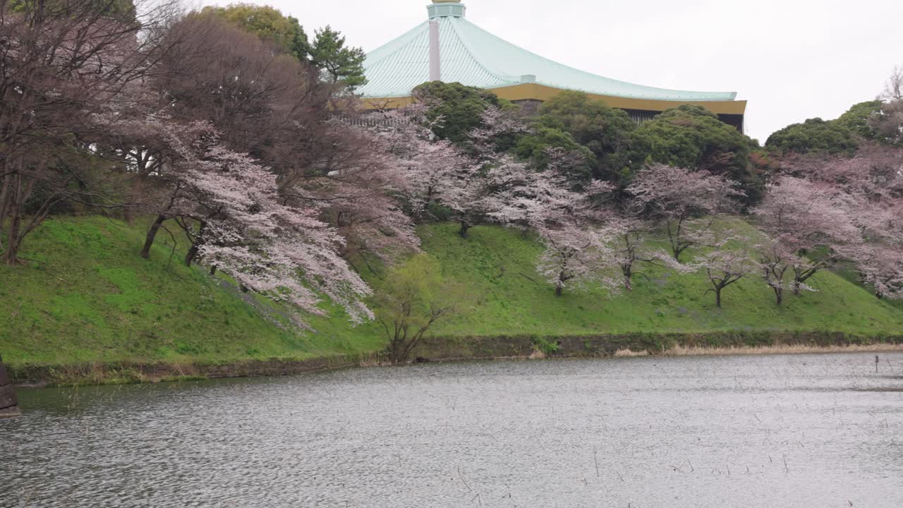 sakura floreciendo en tokio con nippon budokan en el fondo 4k
