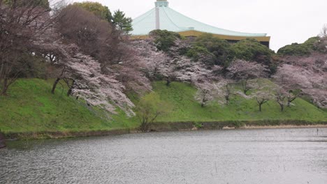 sakura blooming in tokyo with nippon budokan in the background 4k