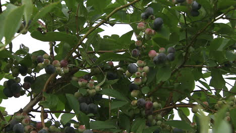 Wilde-Blaue-Beeren,-Die-Auf-Pflanzen-Wachsen