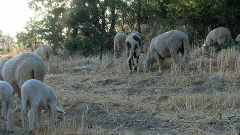 campo de pastoreo de ovejas
