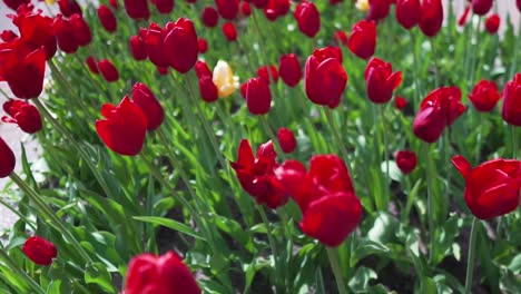 toma en cámara lenta deslizándose sobre el jardín de tulipanes rojos