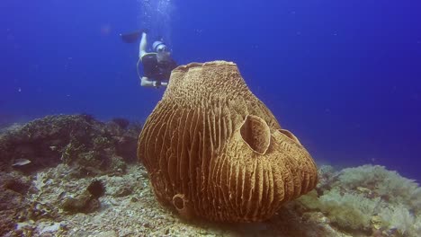 scuba diver swimming next to a giant barrel sponge