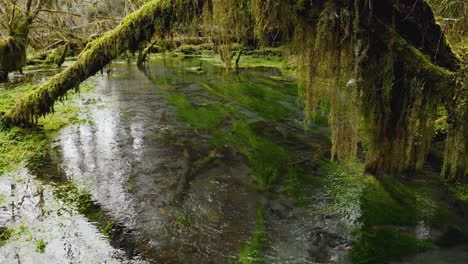 Viejos-árboles-Cubiertos-De-Musgo-Sobre-Un-Arroyo-En-La-Selva-Tropical-Hoh-En-El-Parque-Nacional-Olímpico,-Washington,-EE.UU.