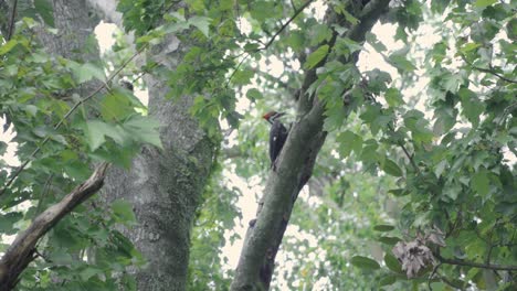 pájaro carpintero en lo alto de un árbol en busca de comida