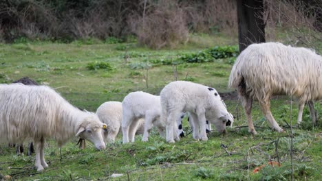 flock of ewes and cute lambs grazing together outside in sardinia, italy