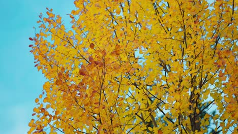 the golden leaves of beech trees swaying gently in the autumn breeze against a clear sky