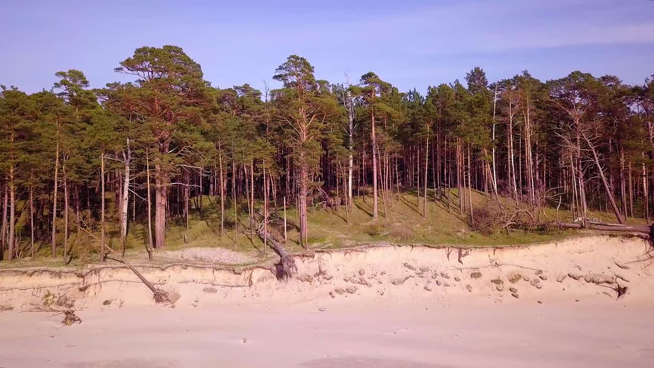 Luftaufnahme der Ostseeküste an einem sonnigen Tag, steile, von Wellen beschädigte Küstendünen, zerbrochene Kiefern, Küstenerosion, Klimawandel, aufsteigende Weitwinkel-Drohnenaufnahme, die sich vorwärts bewegt