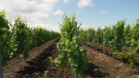 Slow-fly-between-rows-of-vineyards-in-Italy