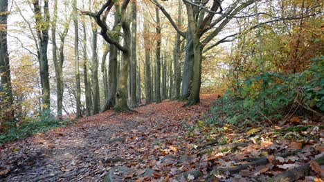 Bosque-De-Otoño-Follaje-De-Otoño-Vibrante-Paisaje-Rural-Dolly-Izquierda-A-Través-De-La-Pendiente-De-La-Ladera