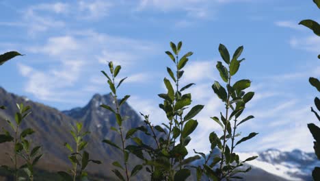 some plants in front of a mountains in norway