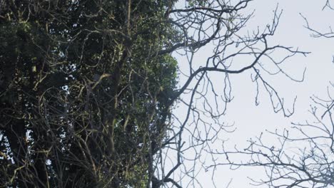 Squirrel-jumping-between-two-trees