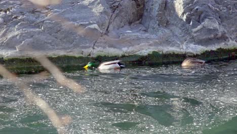 A-pair-of-mallards-swims-in-a-stream,-looking-for-food-in-the-cold-winter-months