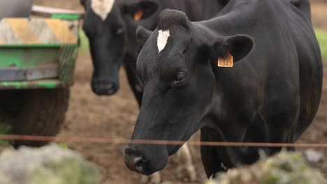 cows in the farm in terceira island - close up, slow motion