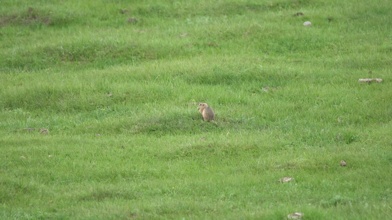 Ground Squirrel Foraging in a Green Meadow