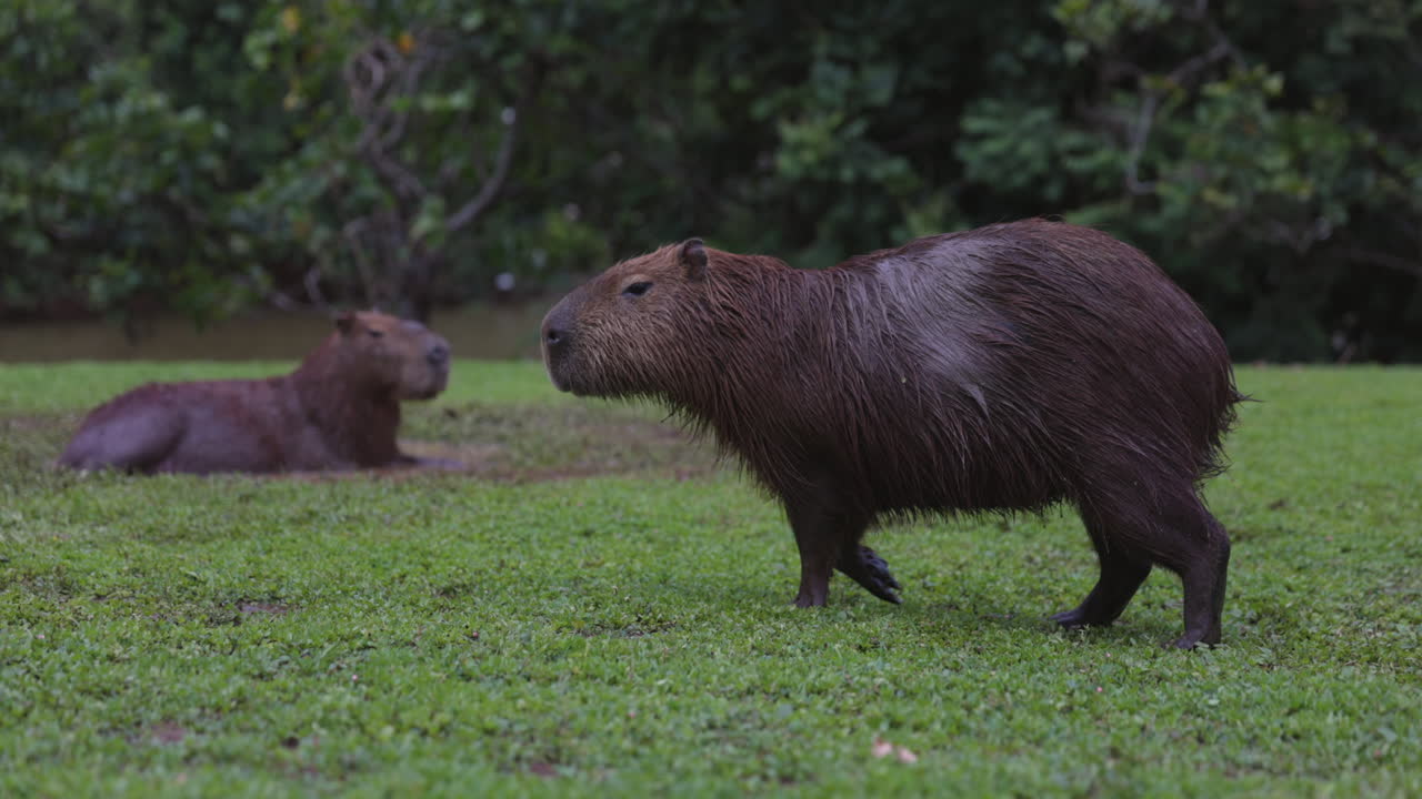 roedor salvaje capybara relajándose junto a la orilla del río - caminando casualmente - perfil lateral