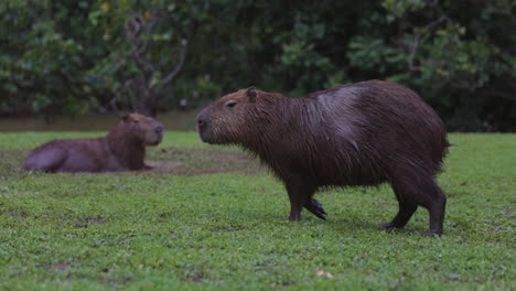 roedor salvaje capybara relajándose junto a la orilla del río - caminando casualmente - perfil lateral