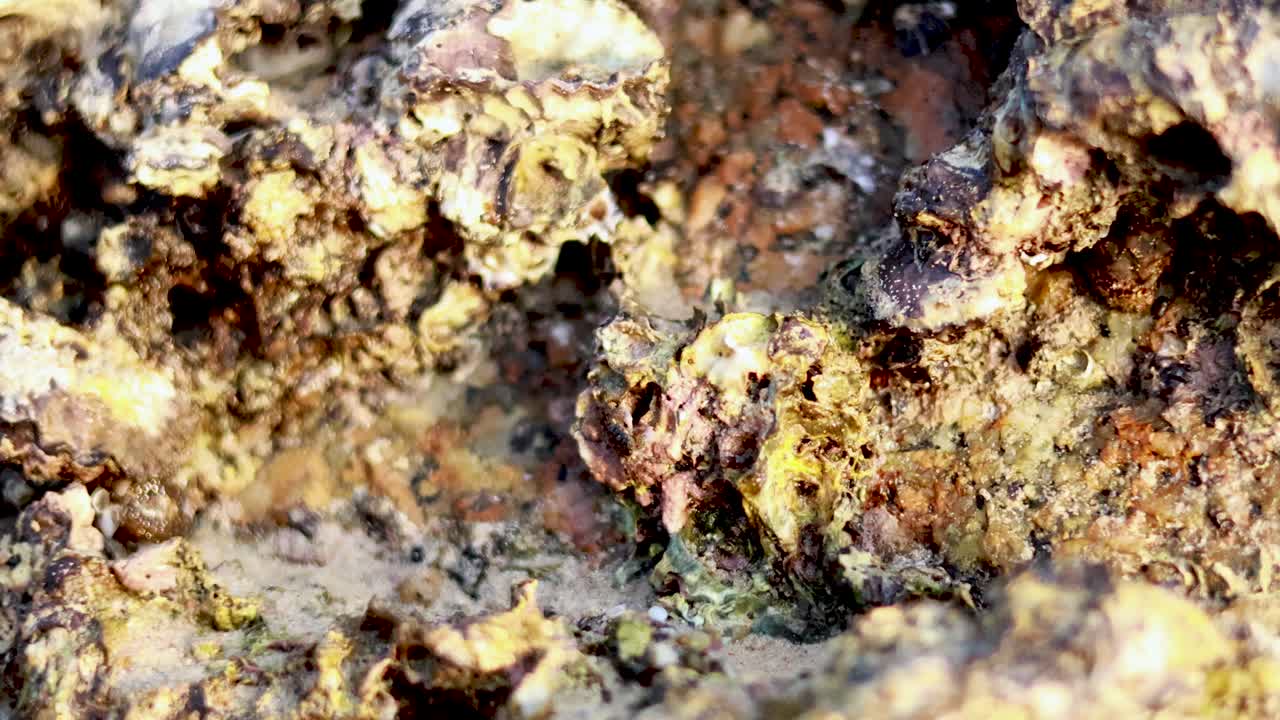 Detailed view of oyster and barnacle-covered rocks at Karon Beach, Phuket, highlighting textures and natural formations