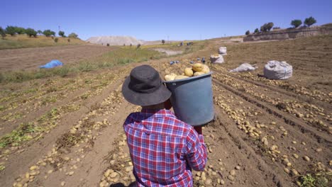 Modern-farmer-carries-potatoes-in-the-field,-works.