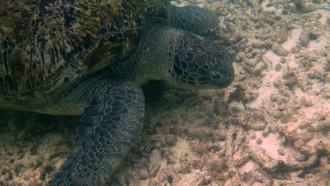 вблизи огромная самка старой большой морской черепахи плавает в глубоком голубом океане среди коралловых рифов, питаясь кораллами.
