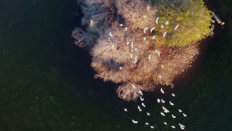 Garcetas-Bueyeras-Blancas-Volando-Para-Posarse-En-Los-árboles-En-Una-Isla,-Sudáfrica