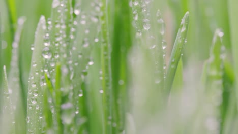 green grass close-up super macro shooting.