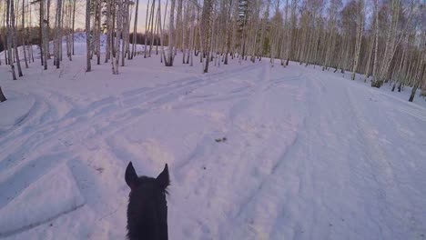 horseback riding in a snowy birch forest