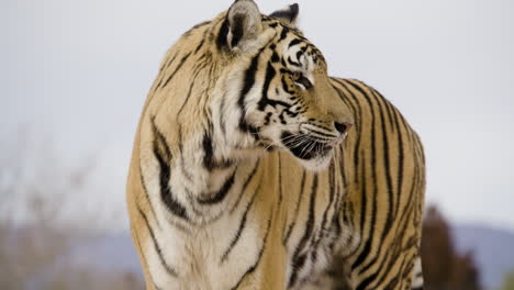 slow motion side profile tiger wildlife