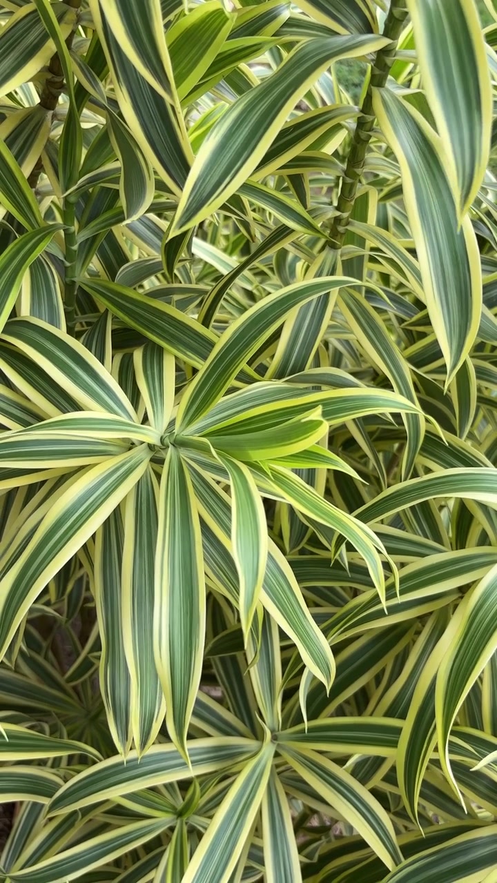 Close-up of Variegated Dracaena Leaves Swaying Gently