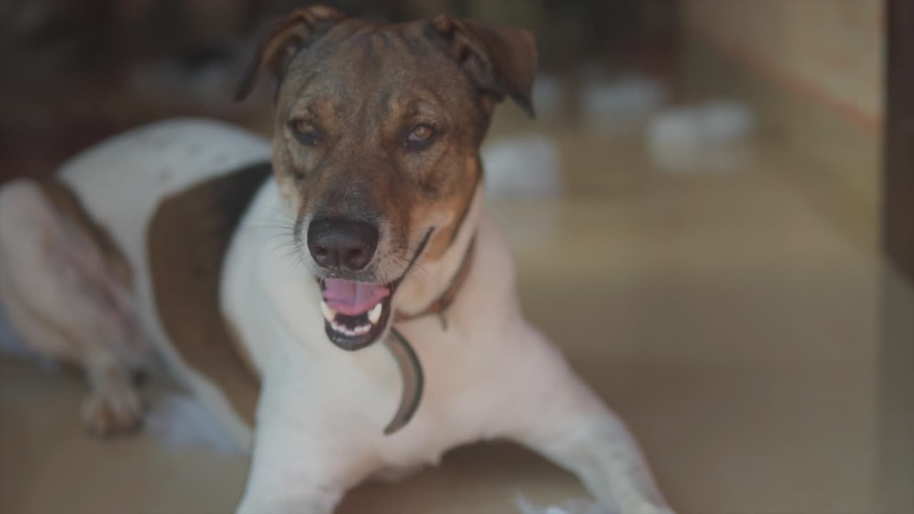 Static slow motion handheld shot of a lying yawning jack russell dog about to fall asleep and close his eyes