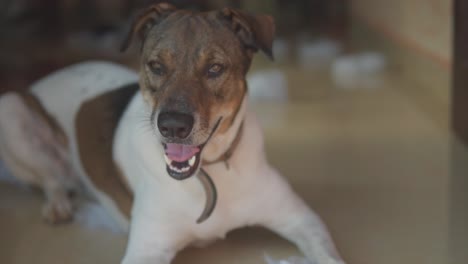 Static-slow-motion-handheld-shot-of-a-lying-yawning-jack-russell-dog-about-to-fall-asleep-and-close-his-eyes