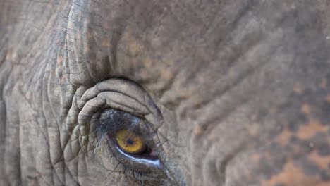 close-up of a rescued asian elephant's eye at a wildlife sanctuary