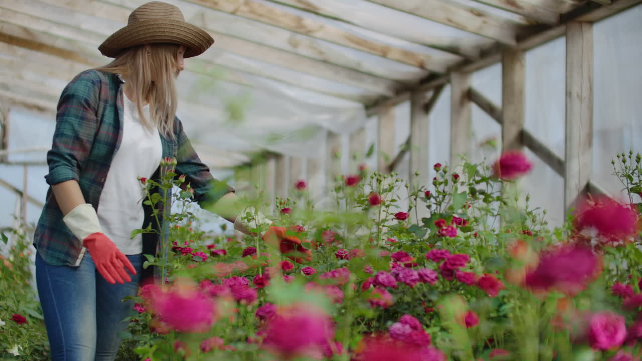 A female gardener is walking in a gloved greenhouse watching and controlling roses grown for her small business. Florist girl walks on a greenhouse and touches flowers with her hands